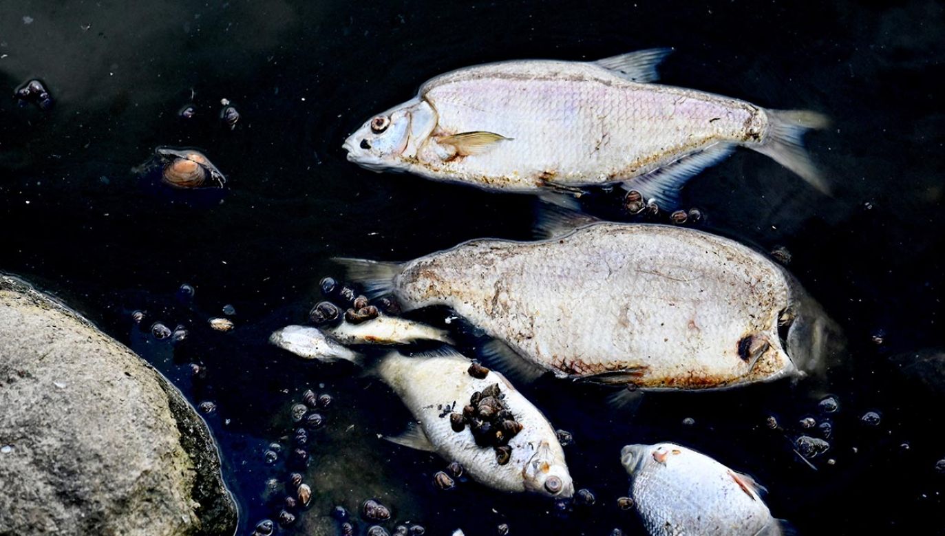 Część zgonów ryb jest związana z tak zwaną przyduchą, czyli wysoką temperaturą i niskim poziomem tlenu (fot. PAP/Marcin Bielecki)