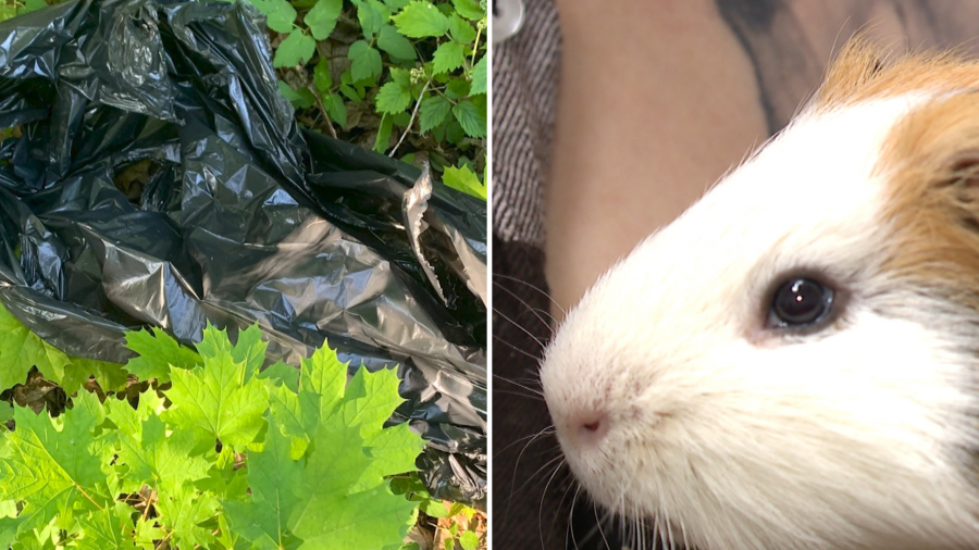 Uratowany królik domowy w klatce w szczecińskim centrum adopcyjnym