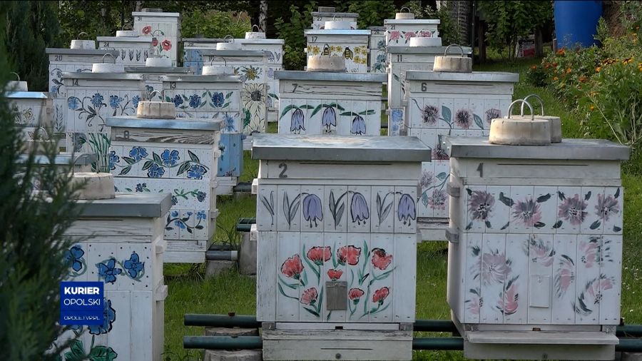 Ziemia do ukwiecenia. W regionie powstaną nowe łąki dla pszczół