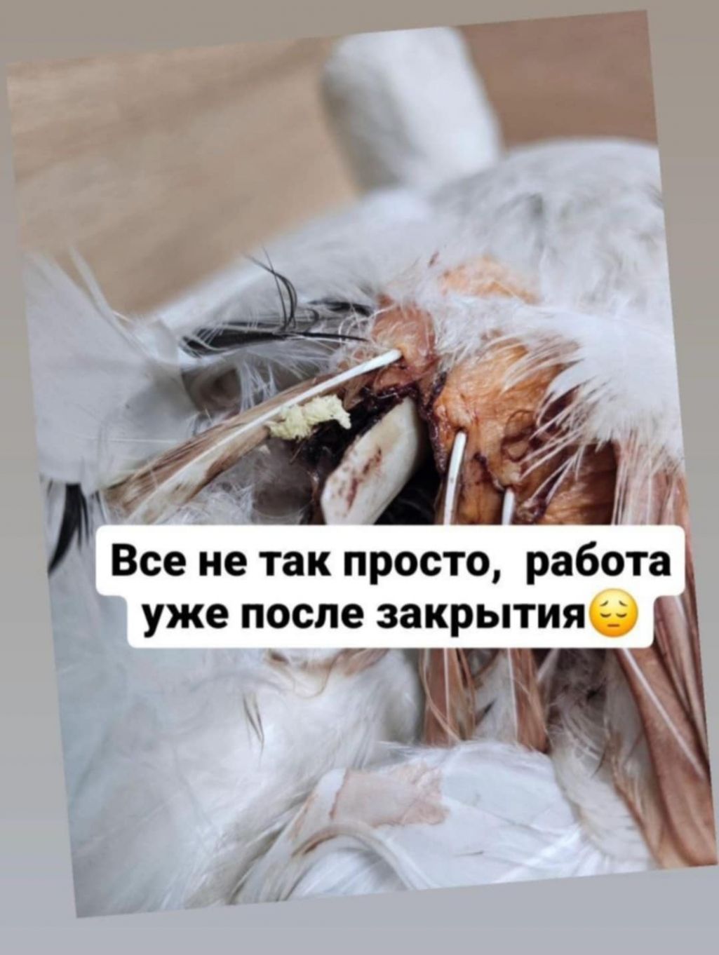 Буслам патрэбная дапамога. (Фота: сацсеткі ptici.by)