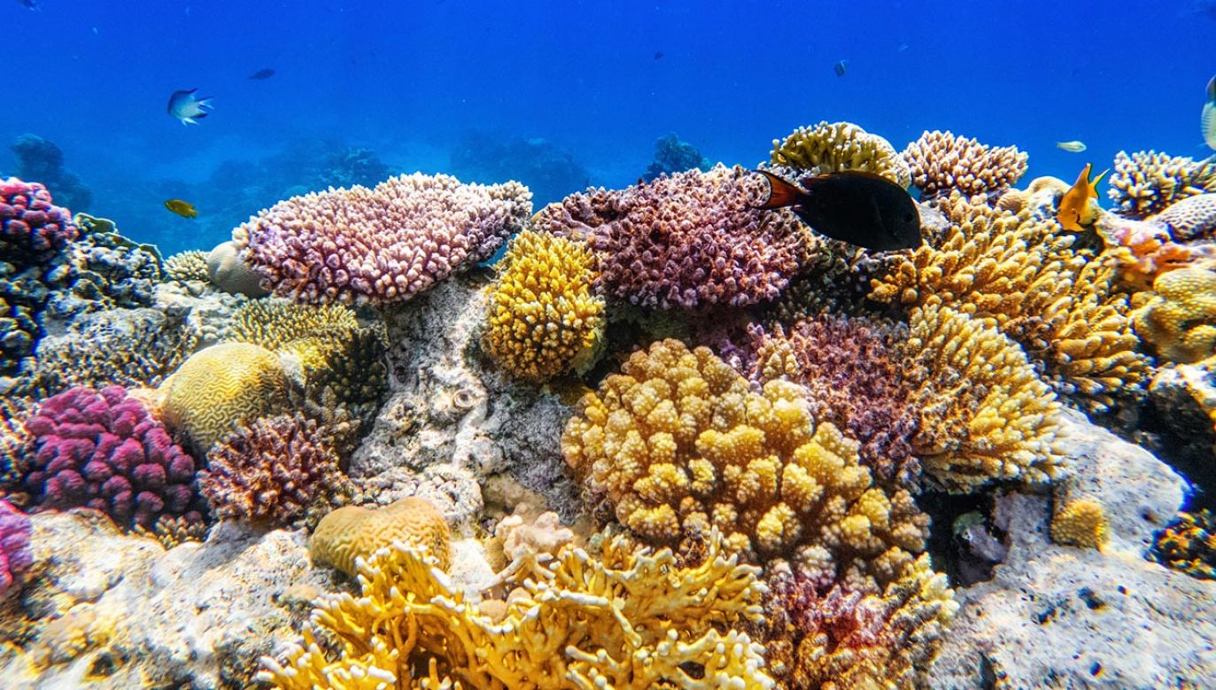Koralowce tropikalne są nie tylko piękne (fot. Shutterstock/ver0nicka)