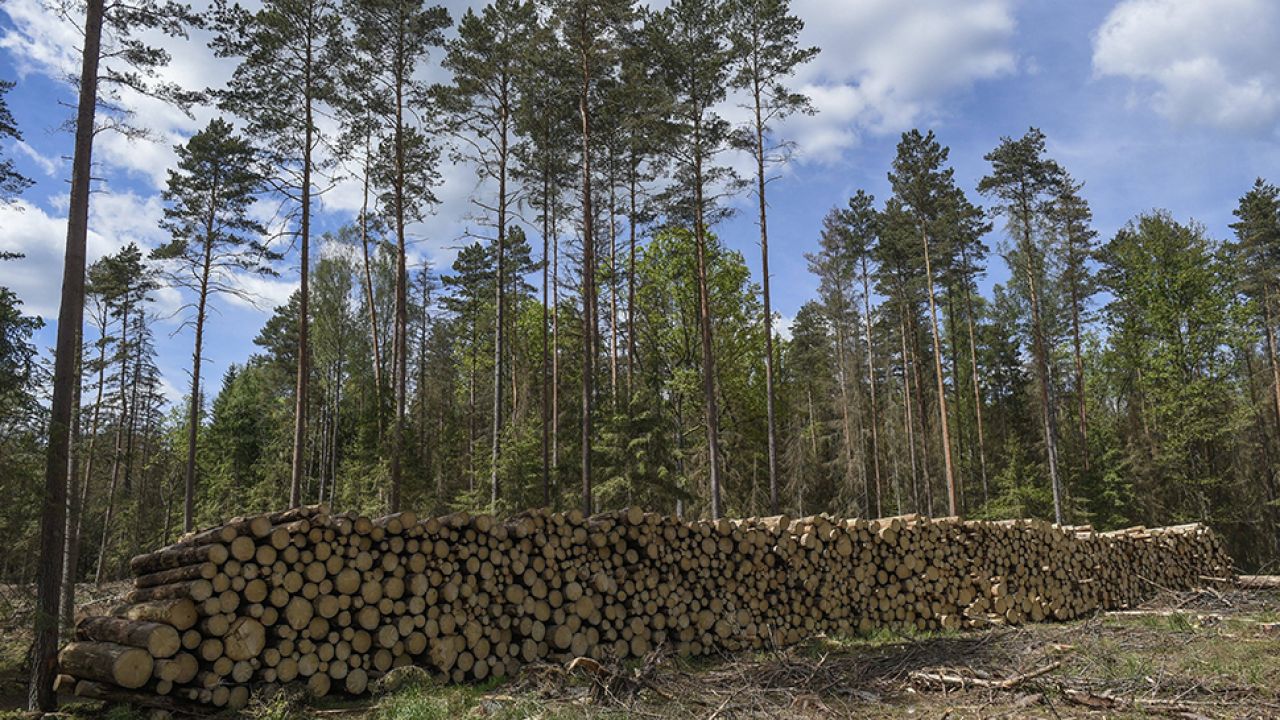 Trybunał Sprawiedliwości wydał natychmiastowy zakaz wycinki (fot. PAP/ABACA) Trybunał Sprawiedliwości wydał natychmiastowy zakaz wycinki (fot. PAP/ABACA)