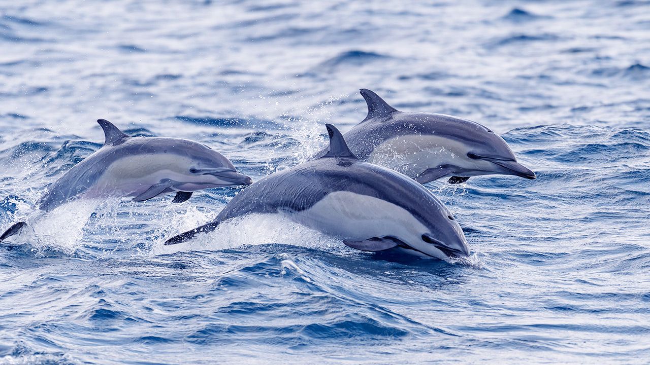 Zmiany klimatu powodują ogromne rany w skórze delfinów (fot. Shutterstock/DesiDrewPhotography)