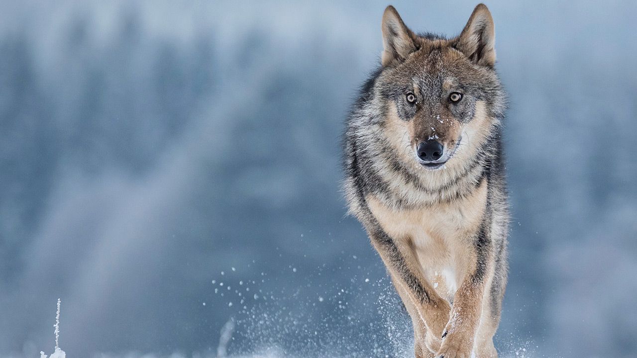 Leśnicy uspokajają (fot. Shutterstock/Vlada Cech) Leśnicy uspokajają (fot. Shutterstock/Vlada Cech)