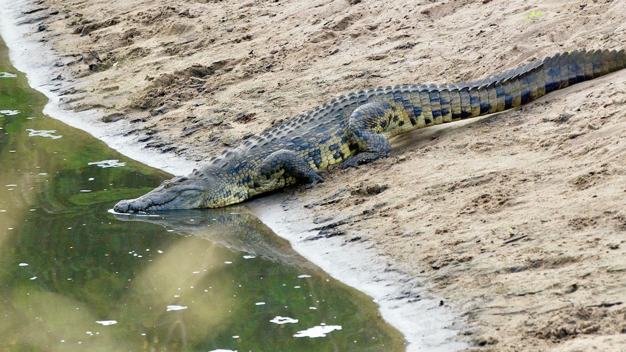Krokodyle miałyby przepłoszyć dziki (fot. Tim Graham/Getty Images)