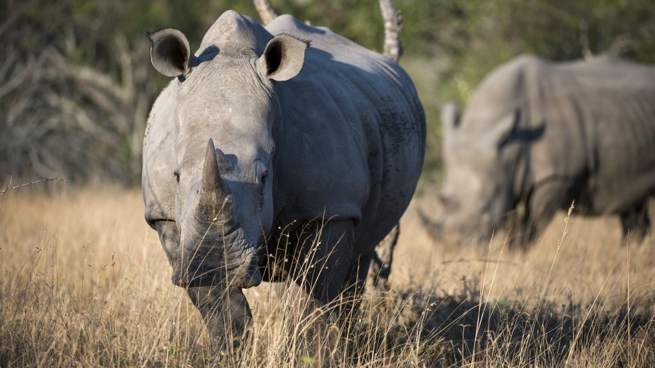 Sự sống còn của loài tê giác Mozambique đang tạo ra sự quan tâm lớn trong việc bảo tồn loài động vật này. Hãy xem hình ảnh để tìm hiểu thêm về sự cố gắng của các chuyên gia trong vấn đề này.