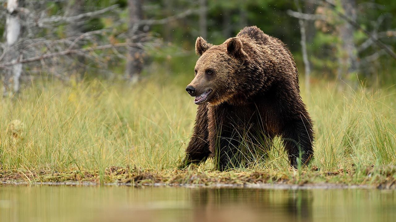 Jak się zachować, gdy spotkamy na szlaku misia? (fot. Shutterstock/Erik Mandre) Jak się zachować, gdy spotkamy na szlaku misia? (fot. Shutterstock/Erik Mandre)