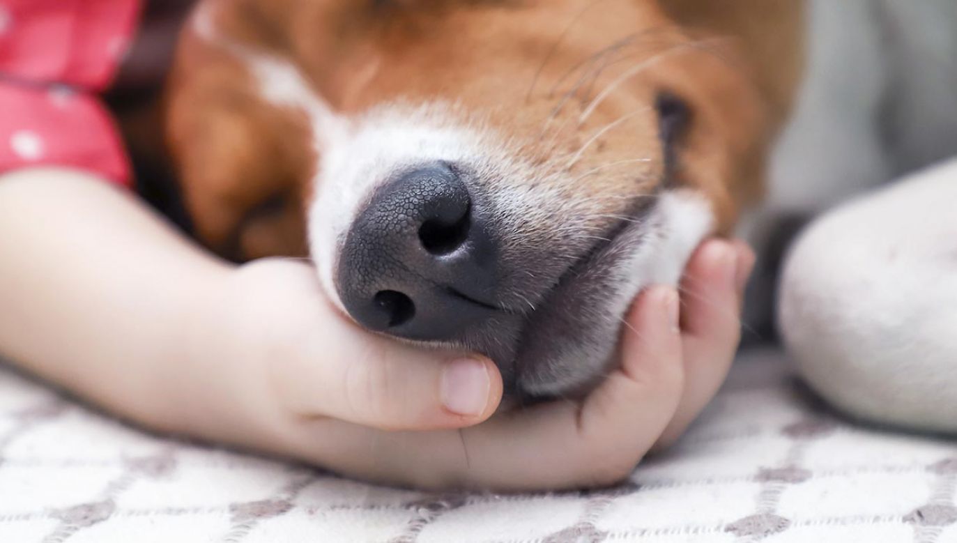 Po zapachu potu i oddechu psy potrafią wyczuć u człowieka stres (fot. Shutterstock/Klymenok Olena)