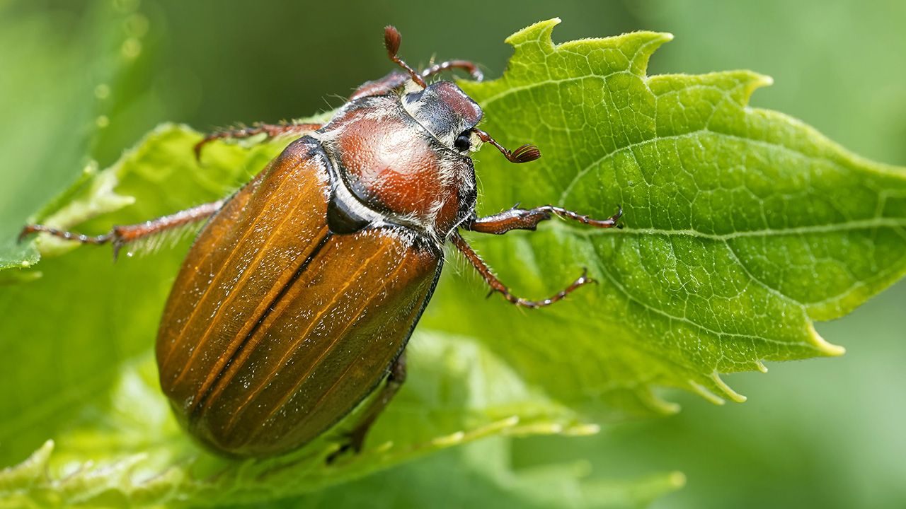 Odkrycie dotyczy m.in. chrząszczy (fot. SHutterstock/Bildagentur Zoonar GmbH) Odkrycie dotyczy m.in. chrząszczy (fot. SHutterstock/Bildagentur Zoonar GmbH)