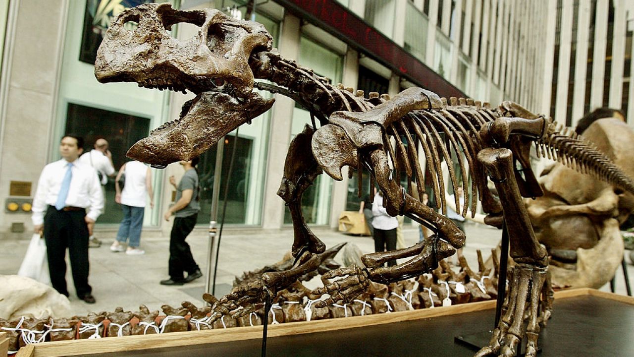 Wymieranie dinozaurów 66 mln lat temu powszechnie uznawane jest za początek ery ssaków (fot. Mario Tama/Getty Images) Wymieranie dinozaurów 66 mln lat temu powszechnie uznawane jest za początek ery ssaków (fot. Mario Tama/Getty Images)