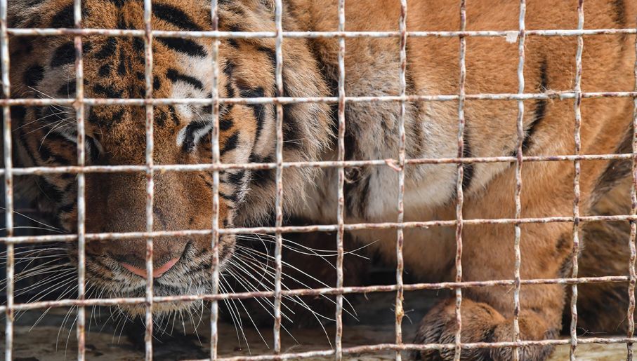 Jak to jest umawiać się z cougars
