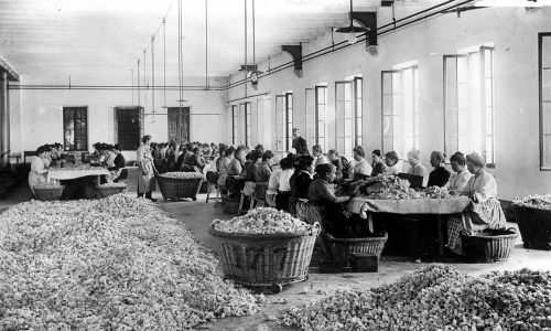 Warsztaty, w których sortowane są róże do przygotowania perfum w fabrykach Roure. W okolicach Grasse (Alpes-Maritimes), ok. 1900. BOY-485. Fot. Boyer/Roger Viollet via Getty Images