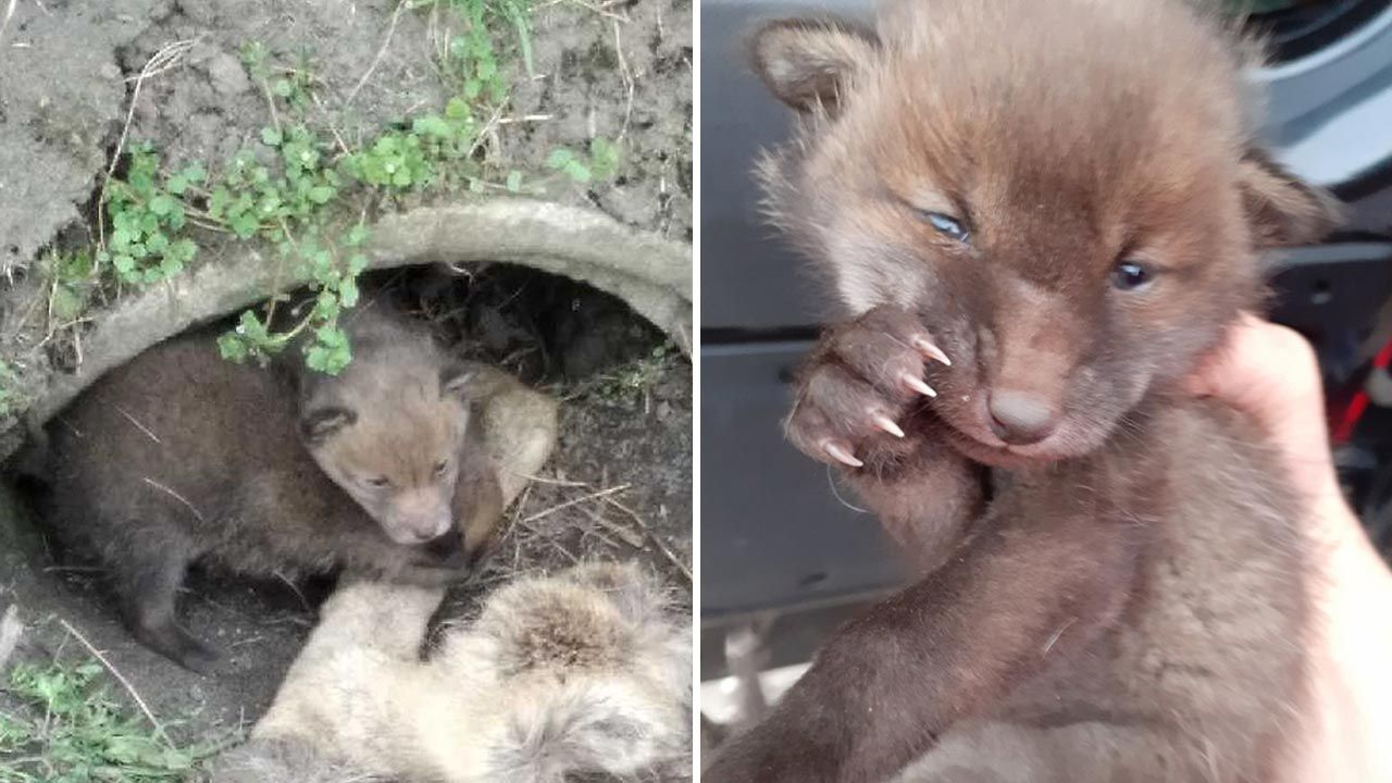 Zdezorientowane liski kręciły się wokół ciała matki (fot. Policja) Zdezorientowane liski kręciły się wokół ciała matki (fot. Policja)
