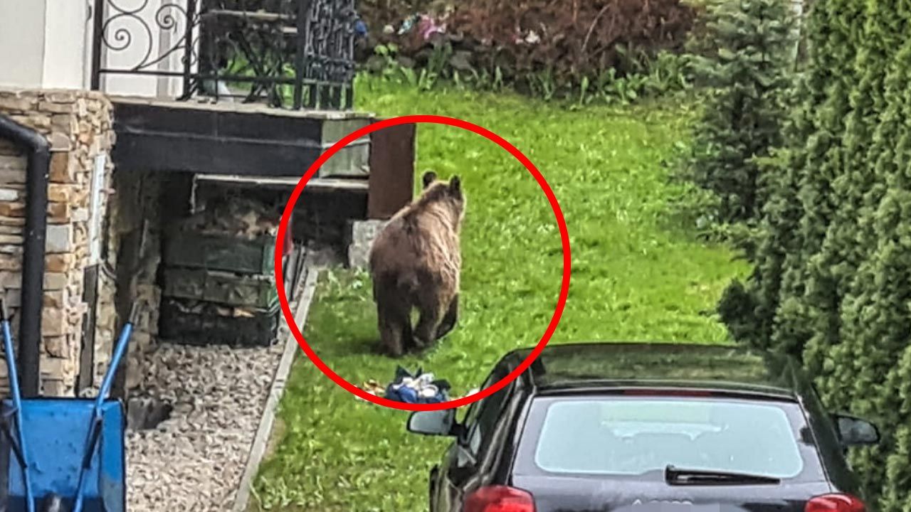 Niedźwiedź na osiedlu Tatary (fot. Policja) Niedźwiedź na osiedlu Tatary (fot. Policja)