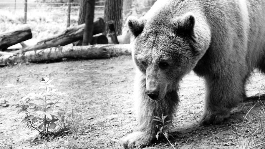 Poznań. Niedźwiedź Baloo przeżył katorgę w cyrku. Wrócił do zoo (fot. Zoo Poznań)