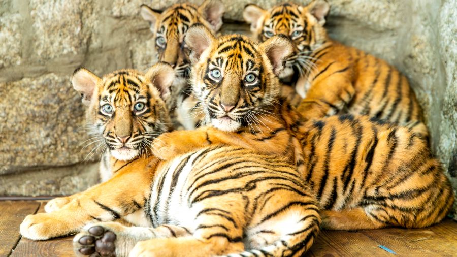 Wszystkie cztery tygryski rozwijają się zdrowo, są aktywne, chętnie jedzą i bawią się (fot. materiały prasowe ZOO Wrocław) 