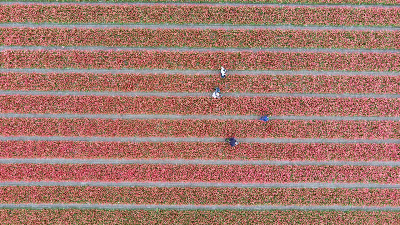 Mniej chętnych osób do pracy rolno-ogrodniczej w Holandii (fot. Nicolas Economou/NurPhoto via Getty Images) Mniej chętnych osób do pracy rolno-ogrodniczej w Holandii (fot. Nicolas Economou/NurPhoto via Getty Images)