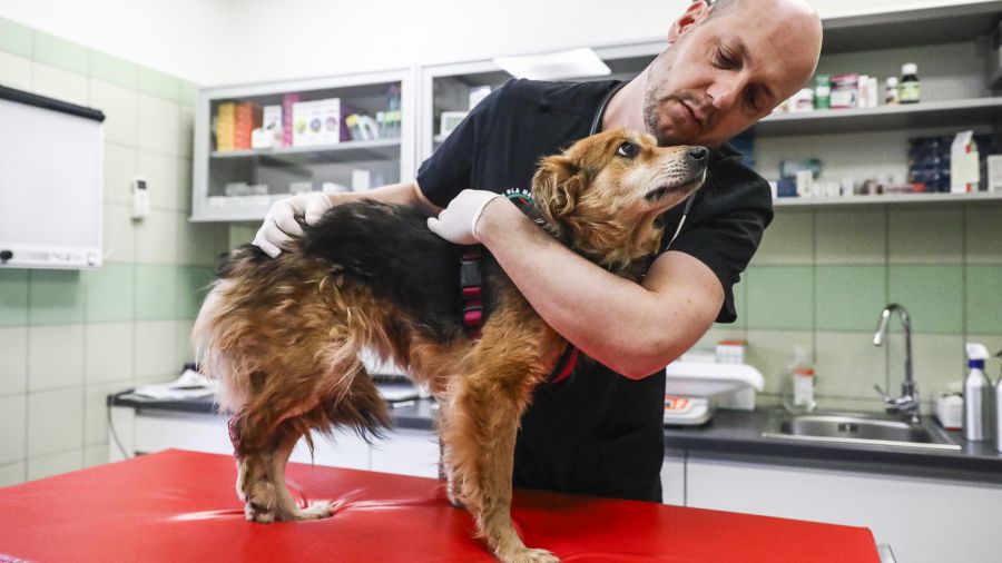 The clinic will offer advanced treatment unavailable elsewhere in Central Europe. Illustrative photo. Photo by Beata Zawrzel/Anadolu Agency via Getty Images