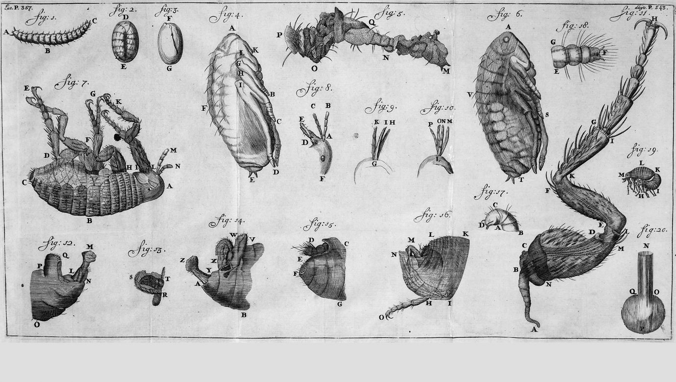Rozwój pcheł, od jaja do dorosłego osobnika. Antonie van Leeuwenhoek, ok. 1680. Fot. Wikimedia/ wellcomecollection.org/works/r8h48ctw CC-BY-4.0, CC BY 4.0