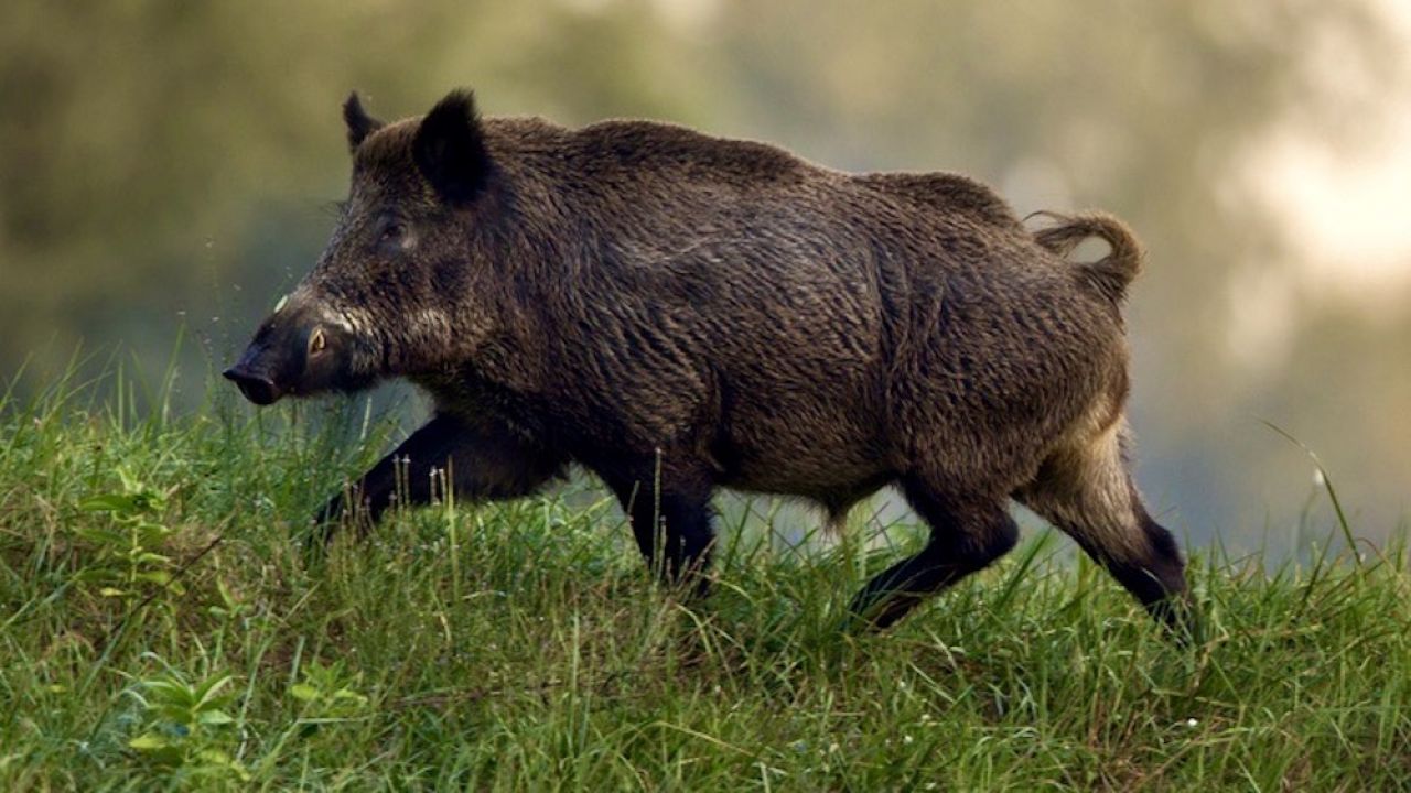 „Dzik wywołał sensację swoją wycieczką” (fot. Shutterstock/Budimir Jevtic) „Dzik wywołał sensację swoją wycieczką” (fot. Shutterstock/Budimir Jevtic)