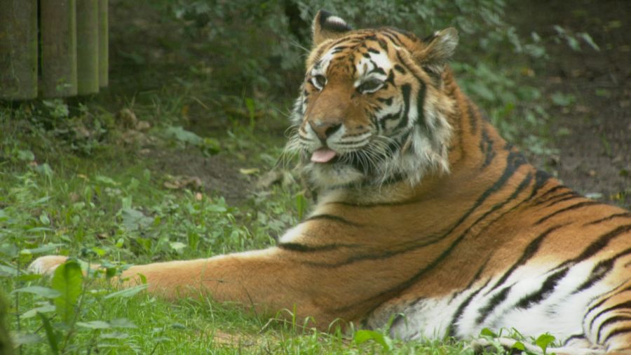 Tygrysica Ania od lat cieszy się sympatią odwiedzających bydgoski Ogród Zoologiczny w Leśnym Parku Kultury i Wypoczynku w Myślęcinku