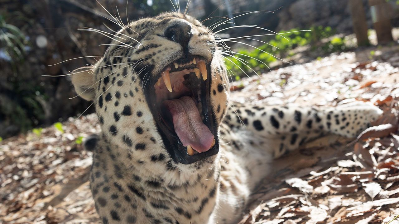 Dramat w jerozolimskim Biblijnym Zoo. Dziki kot zabił pracownika