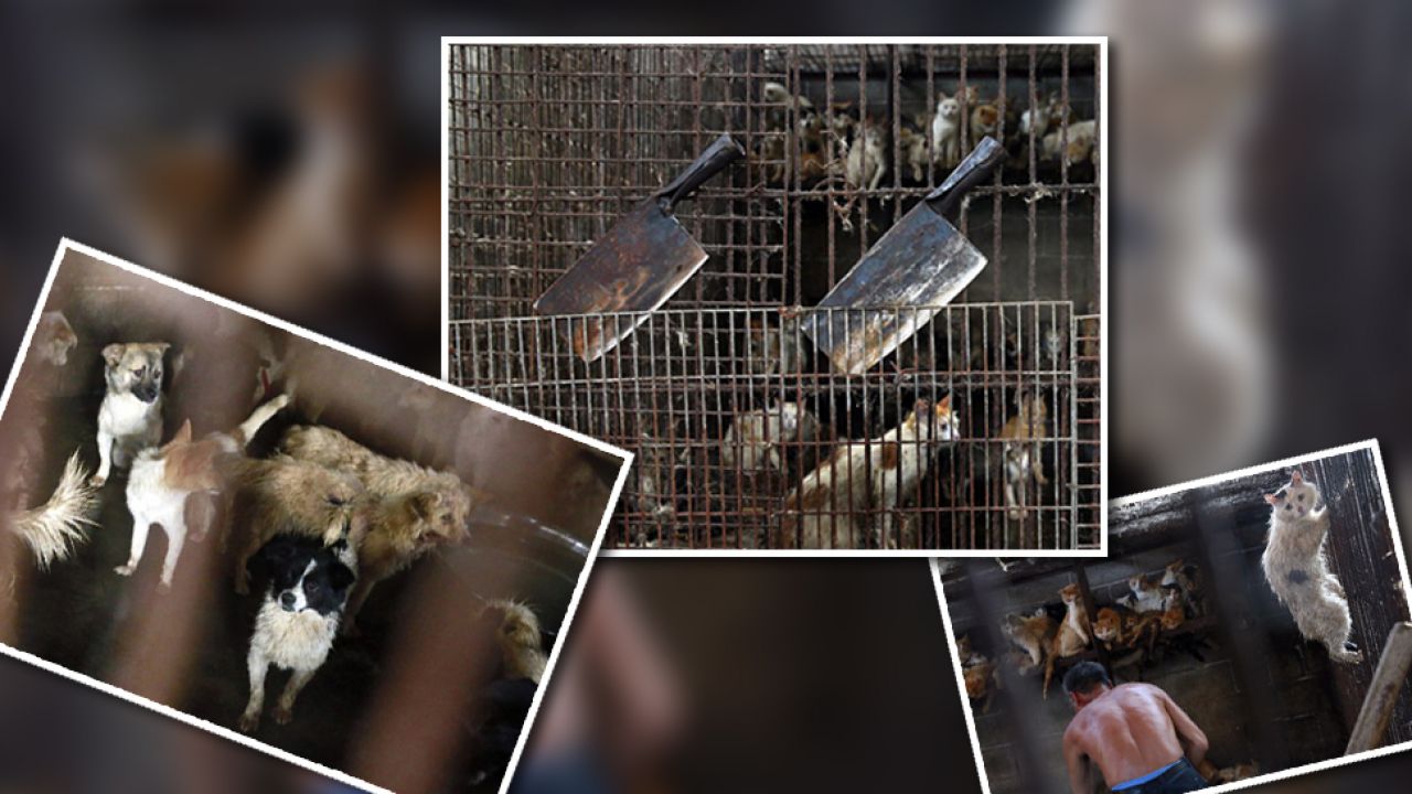 W chińskim mieście Yulin najprawdopodobniej odbędzie się doroczny festiwal psiego mięsa (fot.) W chińskim mieście Yulin najprawdopodobniej odbędzie się doroczny festiwal psiego mięsa (fot.)