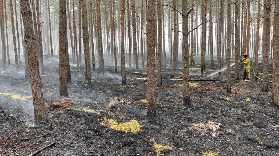 Pożar lasu pod Goleniowem. Spłonęło 1,7 hektara poszycia (fot. OSP Przemocze)
