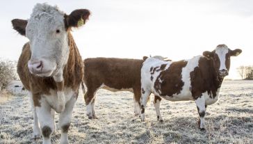 Fundacja Ekonomiczna Polska-Afryka Wschodnia od dwóch lat pomaga spółdzielniom mleczarskim się rozwijać (fot. Shutterstock/Pnature)