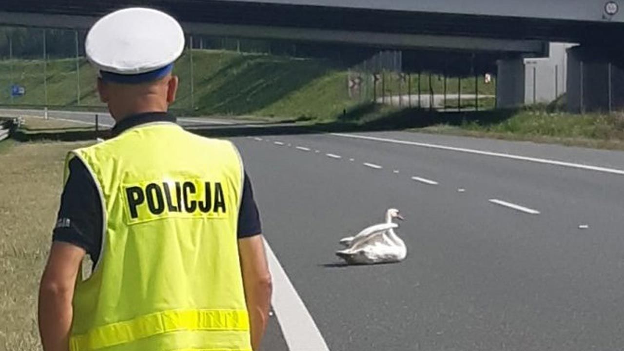 Ptak zablokował jeden z pasów ruchu na autostradzie (fot. Policja) Ptak zablokował jeden z pasów ruchu na autostradzie (fot. Policja)