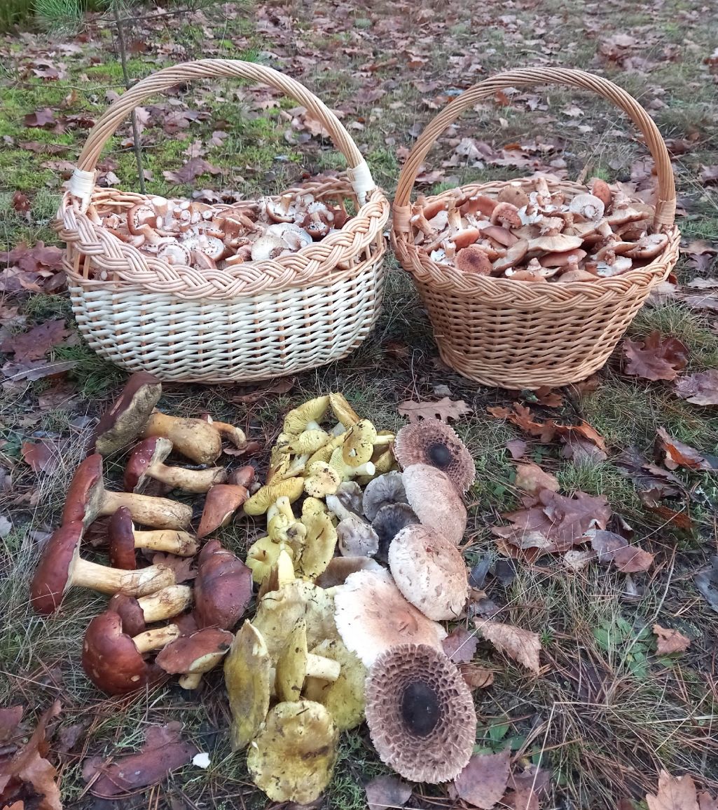 Грибной улов в Бобруйском районе 13 ноября. Фото: Группа ВК «Грибы: грибные войска Беларуси»